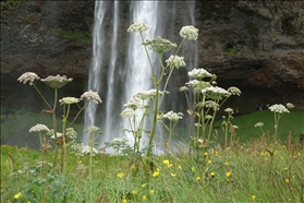 Seljalandfoss